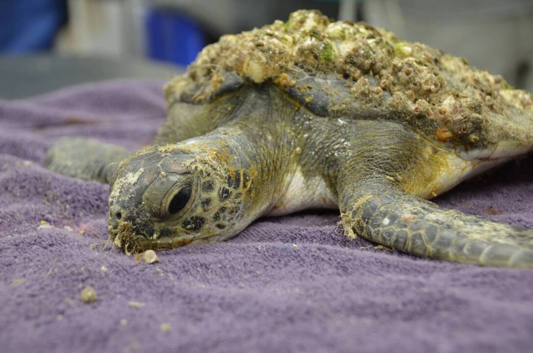 Turtle Packet Juvenile Green Sea Turtle released after being treated for swallowing ...