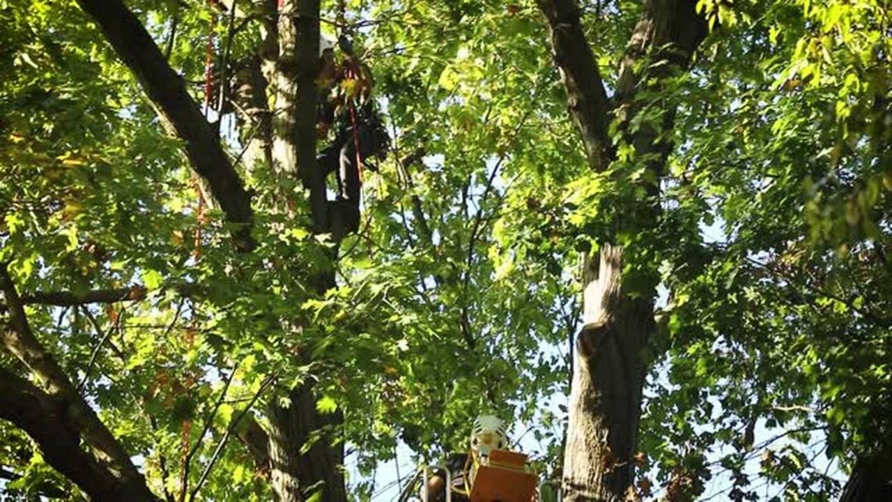 Lexington is losing trees. Tree Week organizers are fighting back with fun activities.