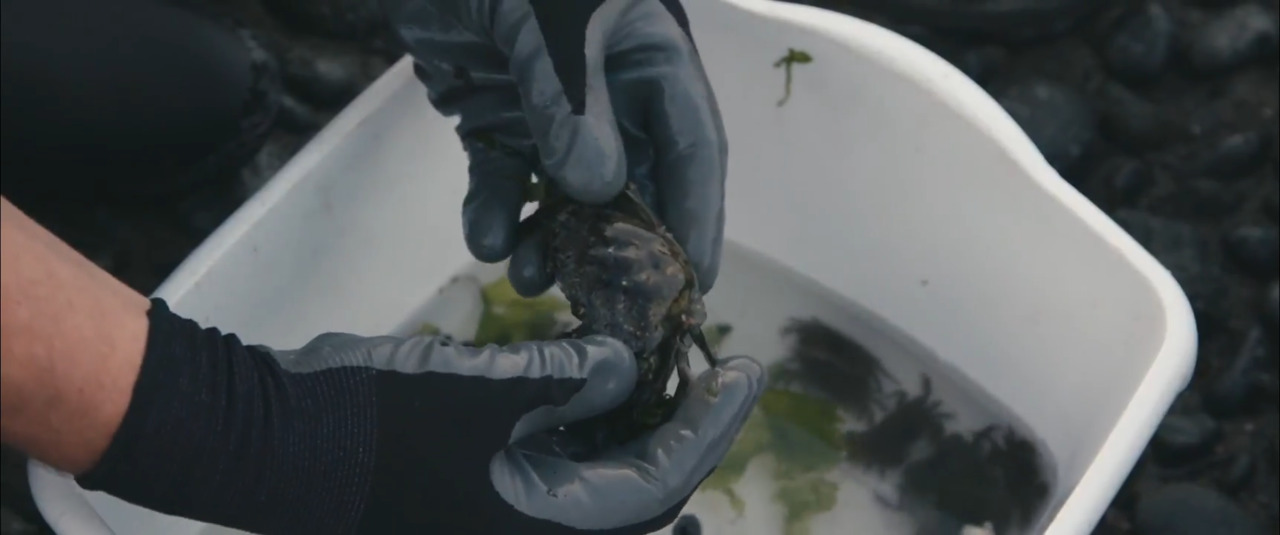 Washington takes this emergency action to stop thousands of invasive green crabs