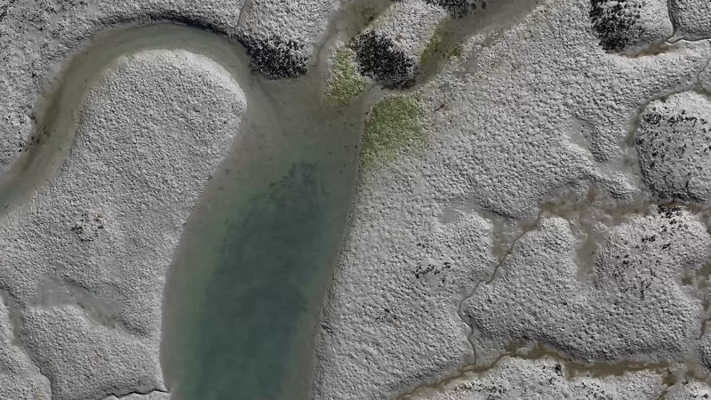 Drone video shows hundreds of redfish in SC marsh at low tide in the winter