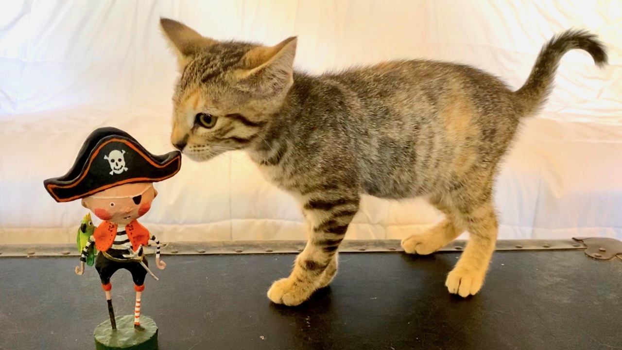 Copper the one-eyed ‘pirate kitty’ is looking for a forever home