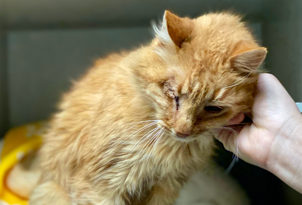 Pet Tales: Captain Jack the one-eyed pirate cat is looking for a new home