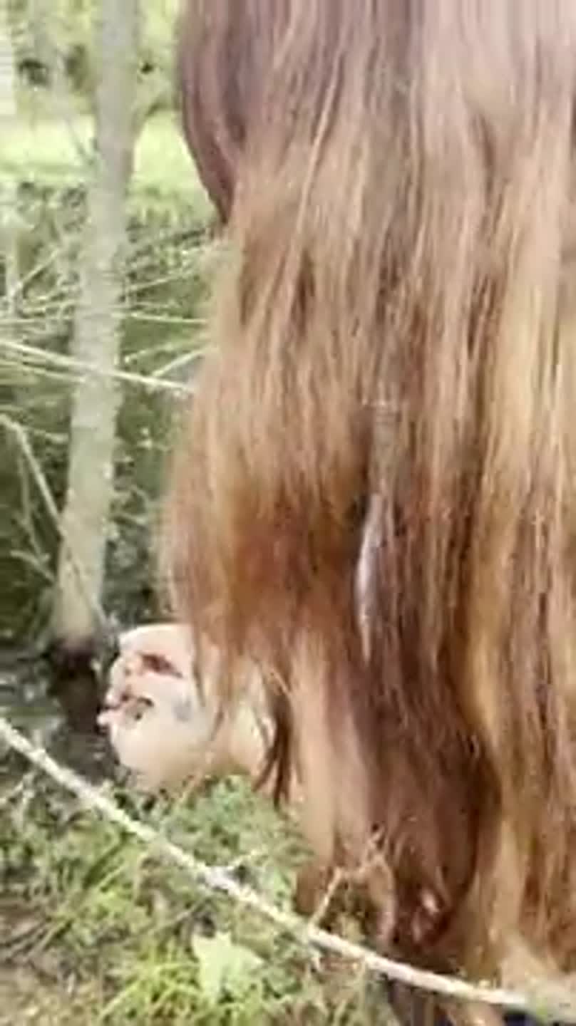 Critically endangered frog released in South MS