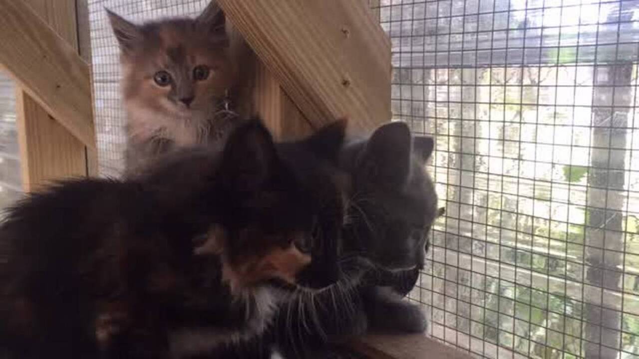 Manatee County Animal Services asks for donations in preparation of kitten season  