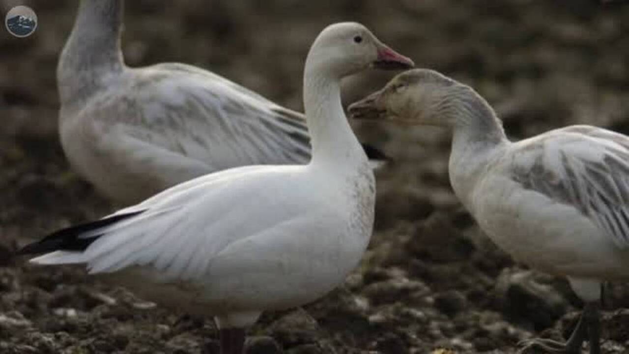 See swans, snow geese in Whatcom, Skagit county fields