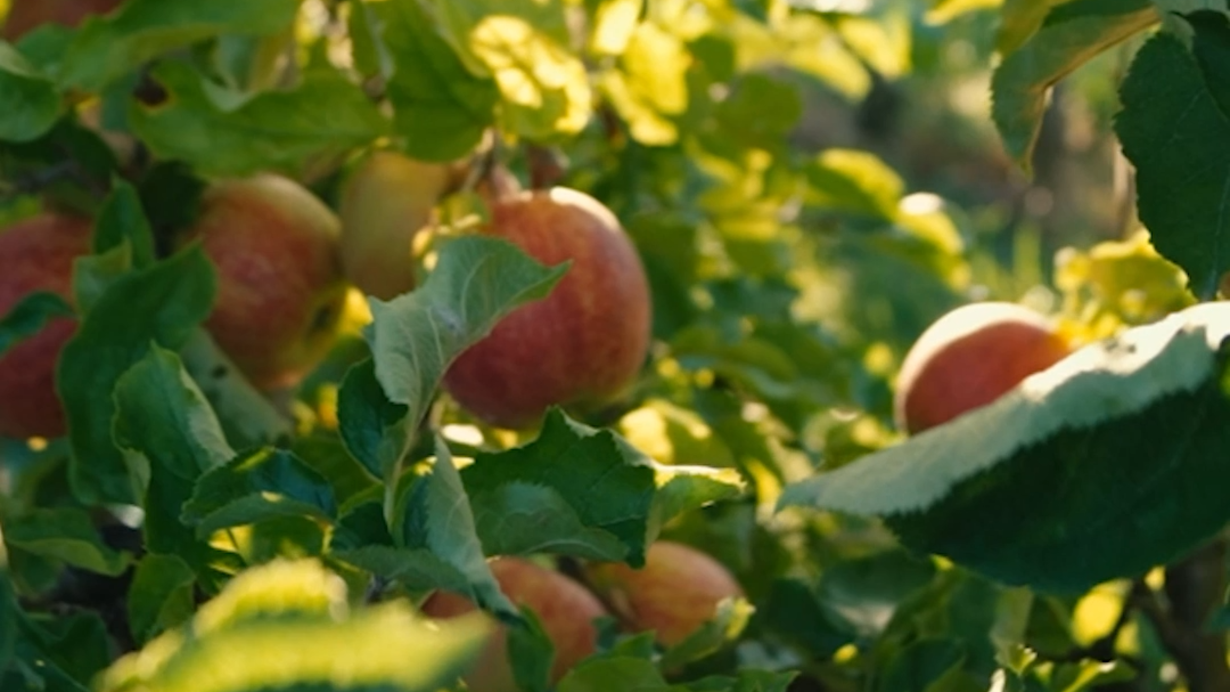 From apples to Amazon: What powers Washington's economy