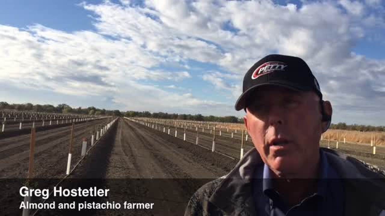 Despite drought, new orchards sprout across the Sacramento Valley