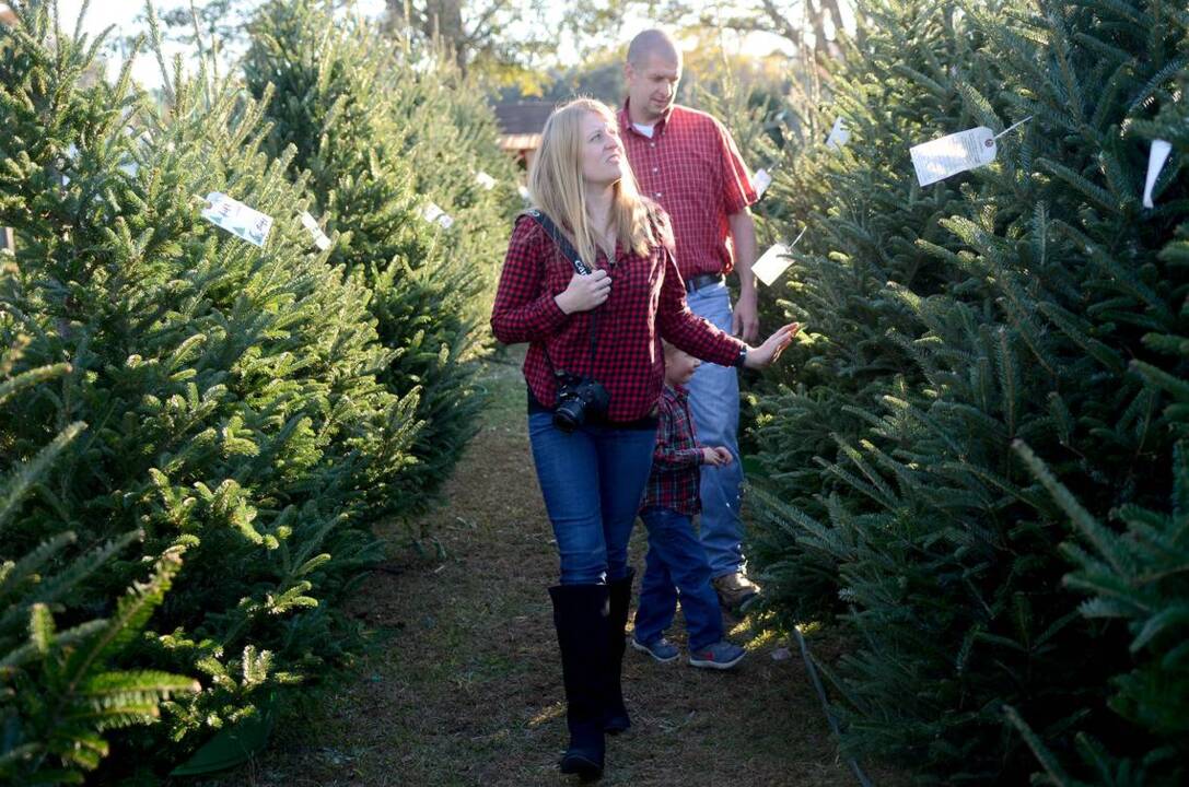 Tips for picking the perfect Lowcountry Christmas tree