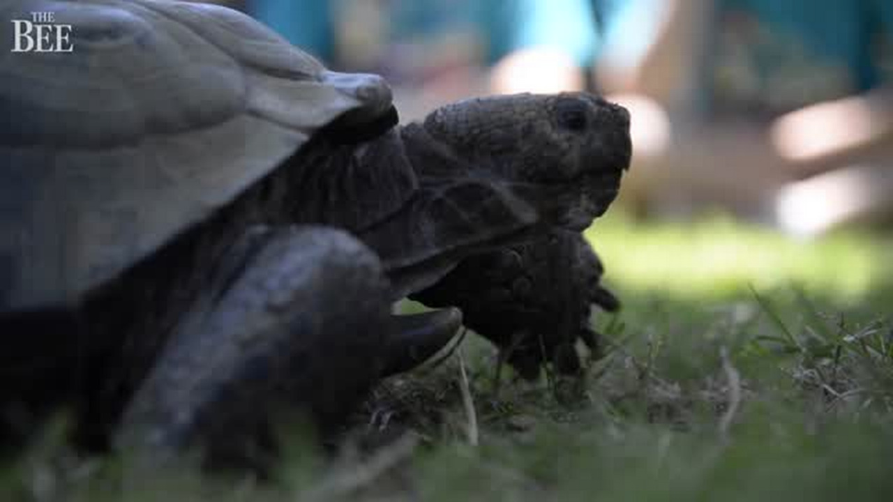 Herkimer the tortoise celebrates his 90th birthday at Sacramento Zoo