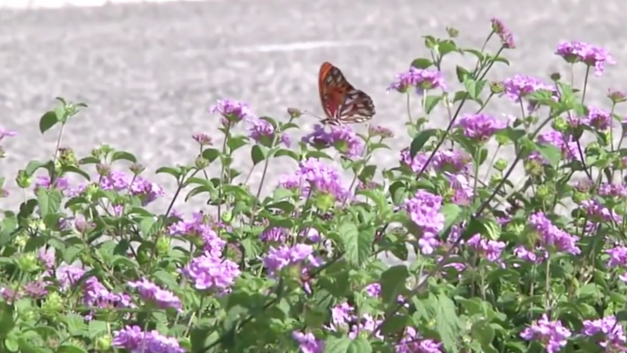 What’s making you sneeze? Don’t blame those beautiful blooms