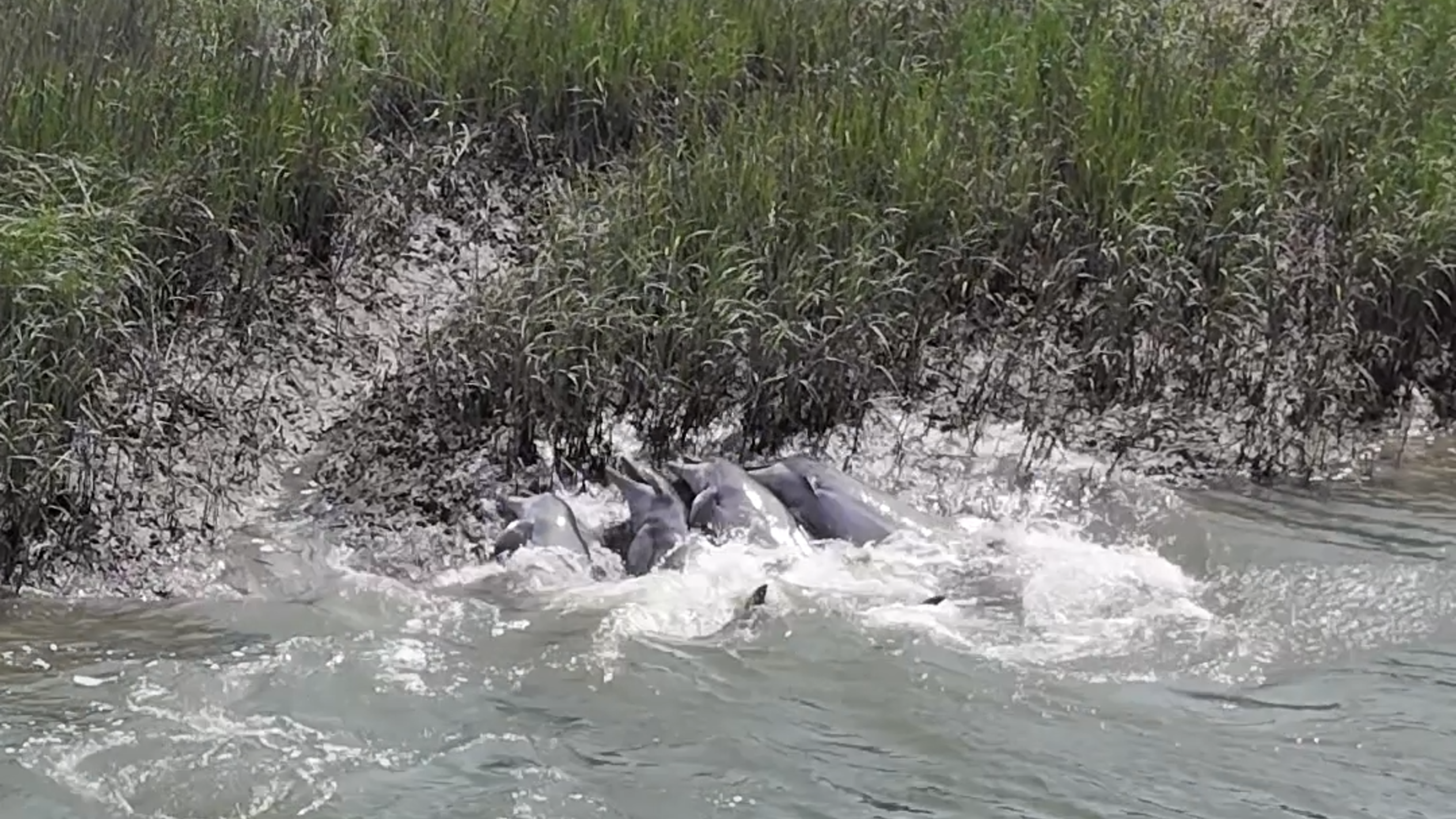 Watch as 4 dolphins work together to eat in the May River