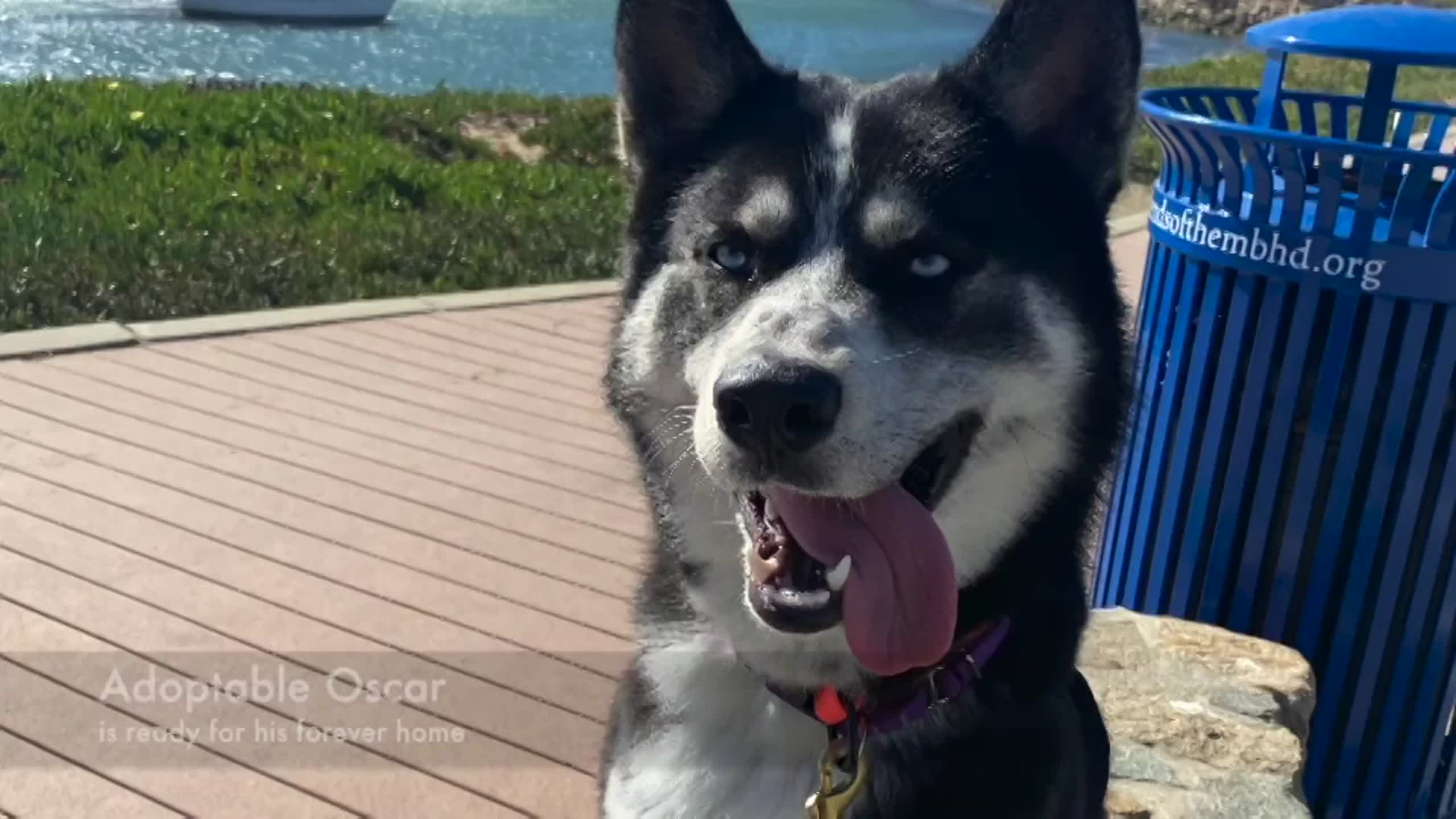 Pet Tales: Oscar the husky dog is looking for his forever home