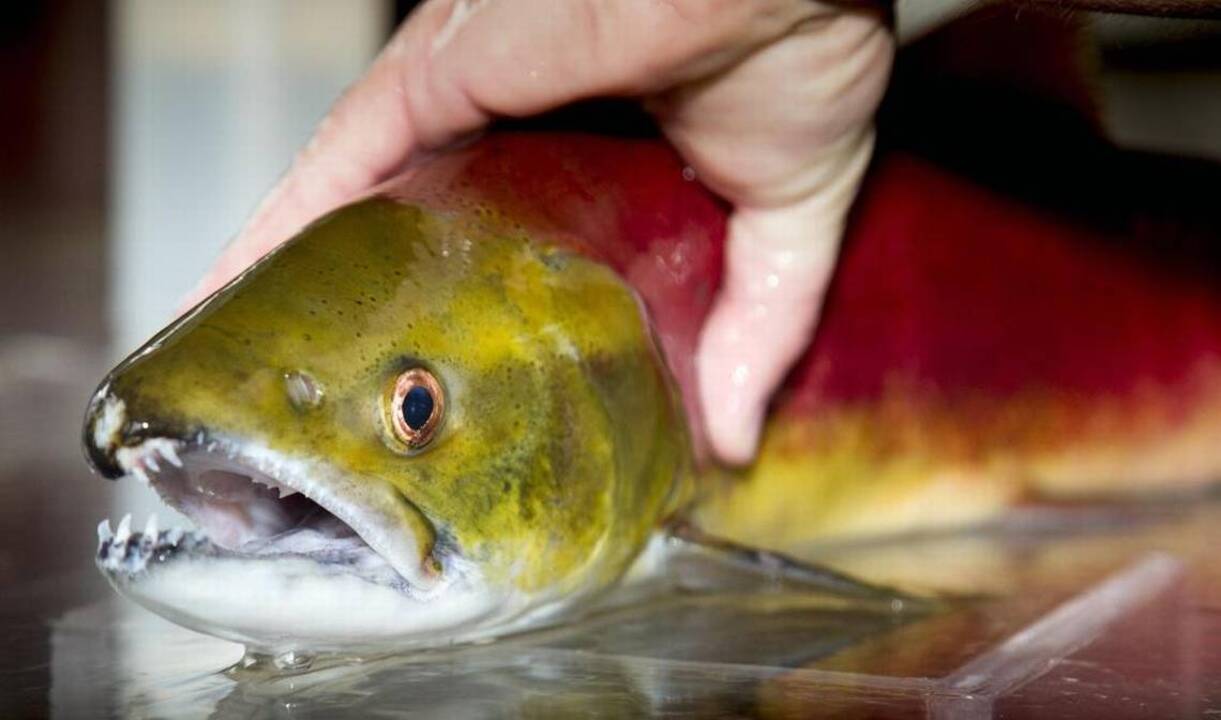 ‘Super’ fish? Salmon may surprise you. But they’re in peril, and need our help.