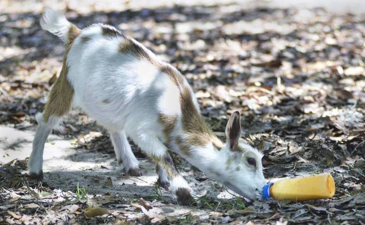 Check out the newest 'kids' in goat yoga class