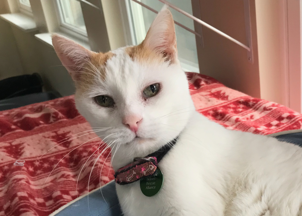 Pet Tales: Sherman the playful lap cat needs a new home