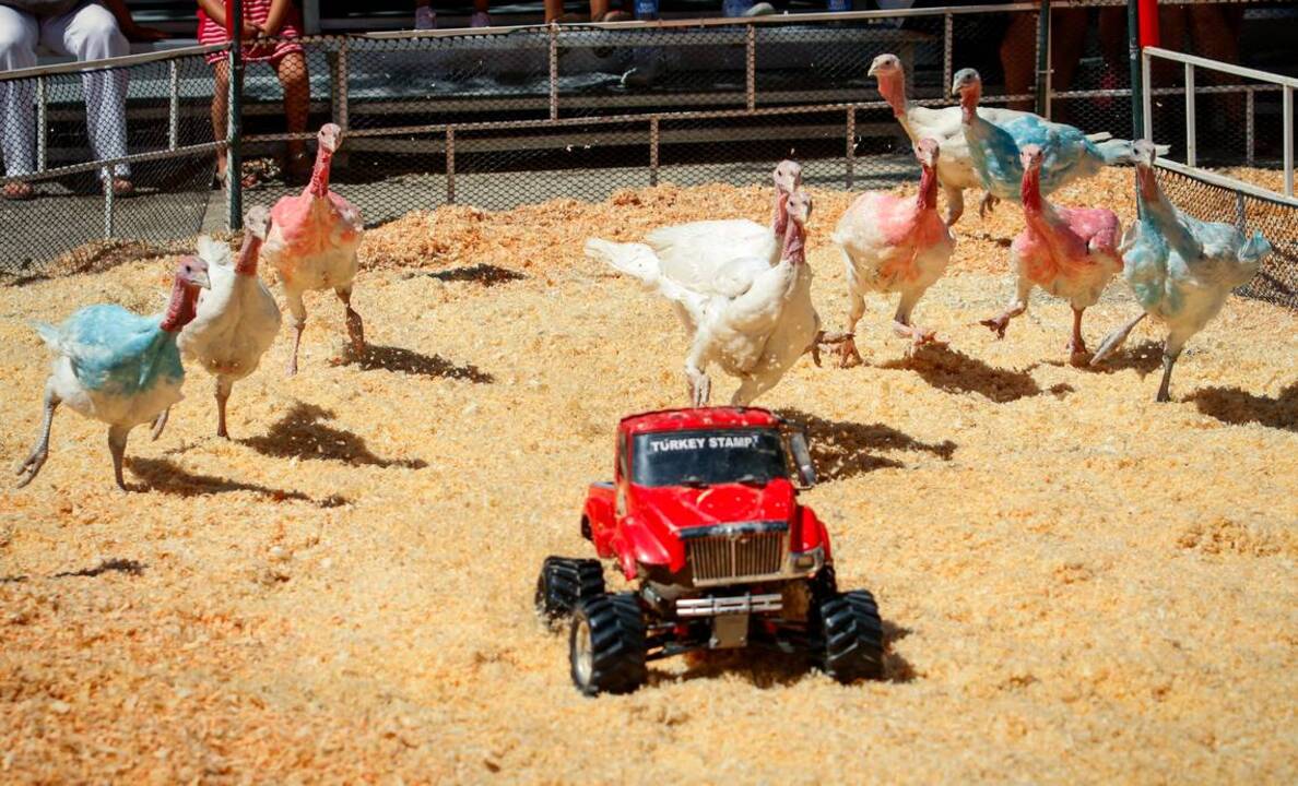 Ready, set, gobble: Watch the Wild West Turkey Stampede at the Mid-State Fair
