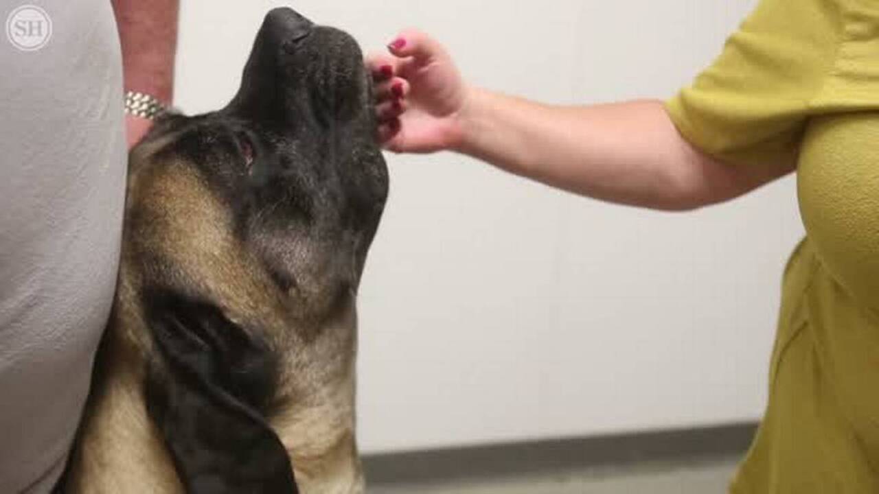 These unlikely BFFs are literally inseparable. And they just found their forever home.