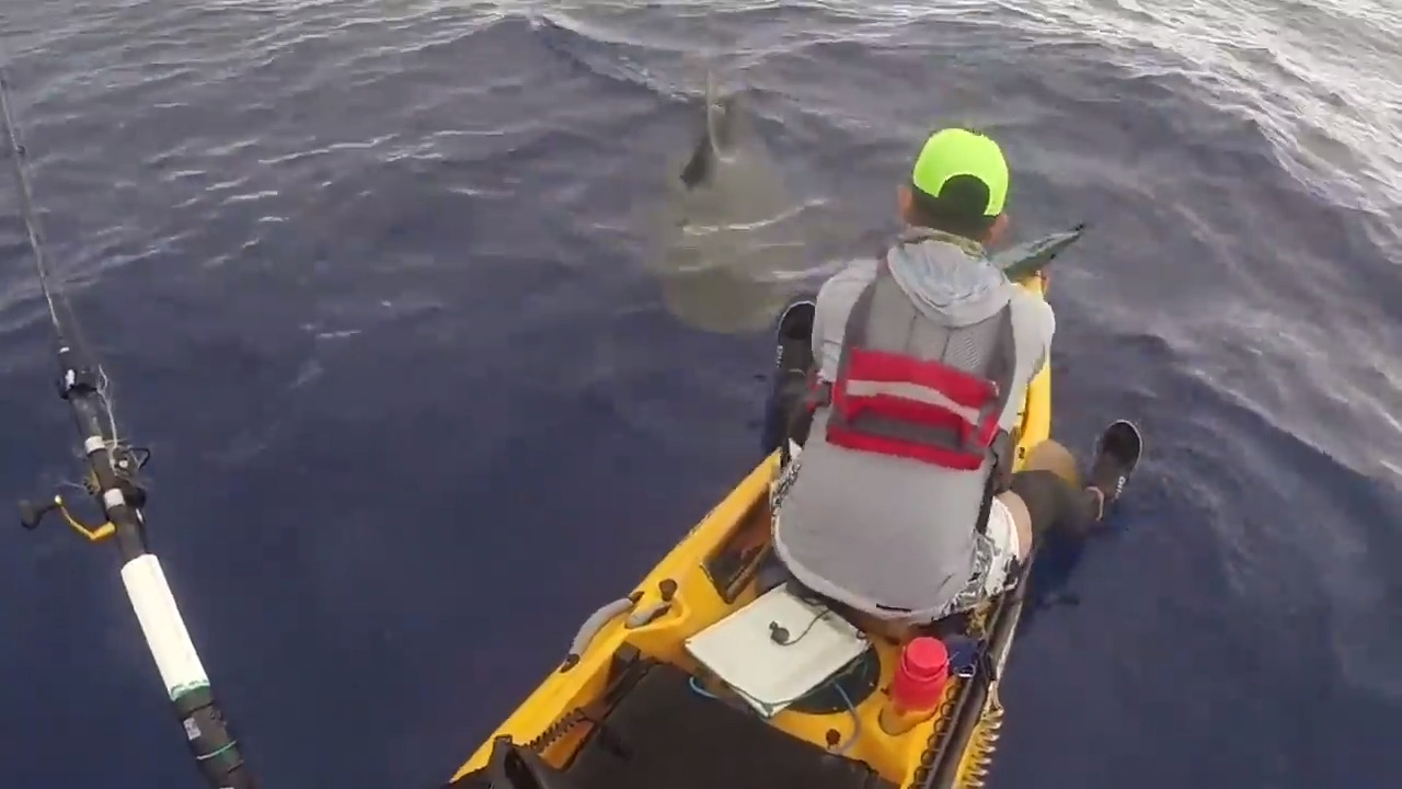 Tiger shark bumps into fisherman’s kayak in Hawaii