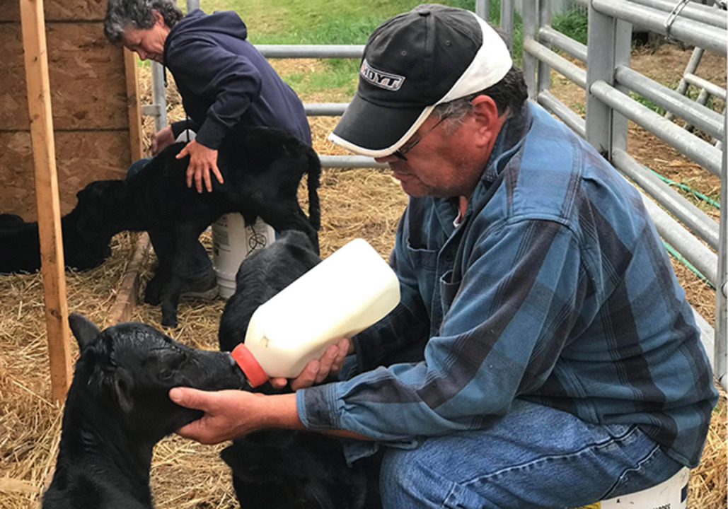 Watch Minnesota farmers bottle feed their quadruplet calves