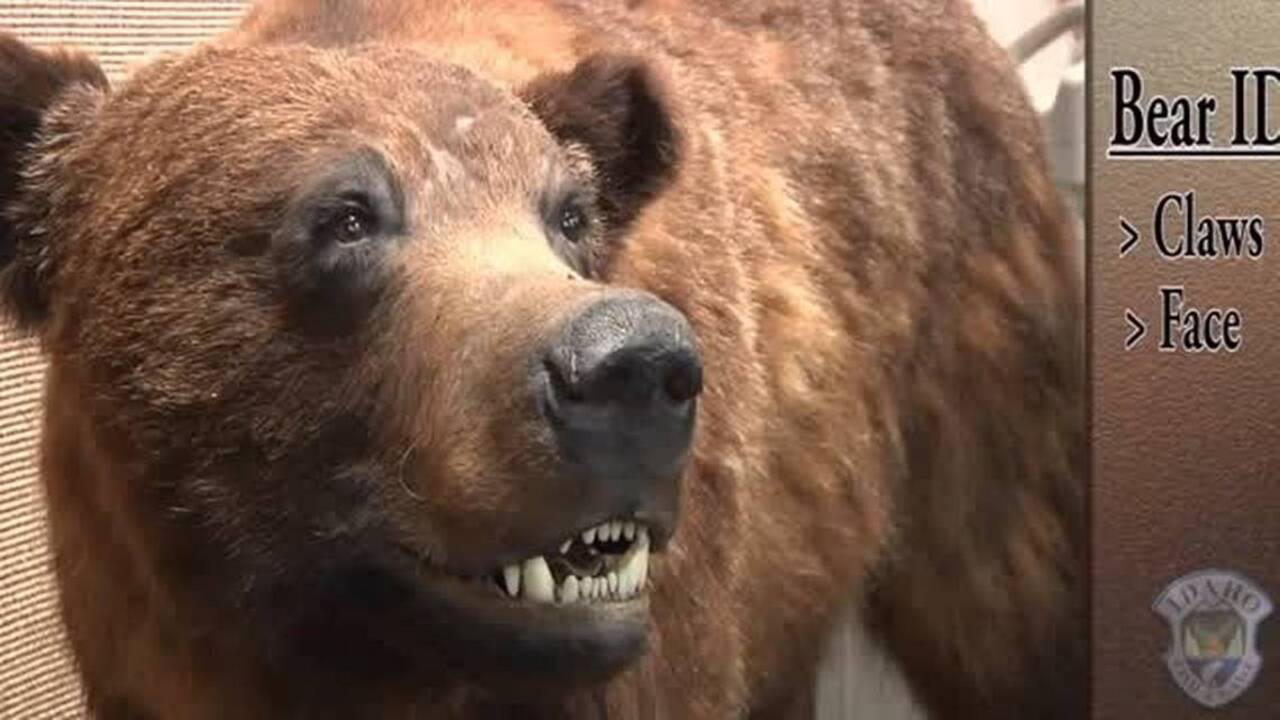 Bear attacks 84-year-old homeless man sleeping in California foothills, officials say