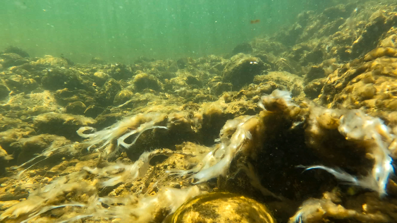 'Rock snot' algae blooms increasing in Boise River