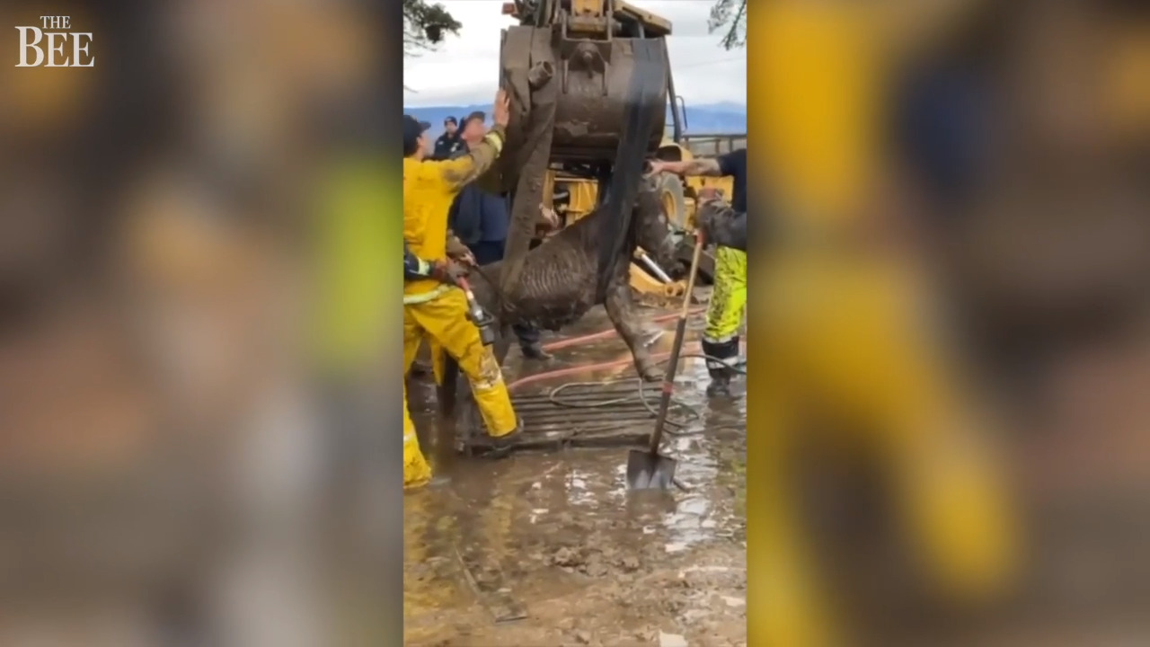 See dramatic rescue of horse, pony stuck in deep mud in California