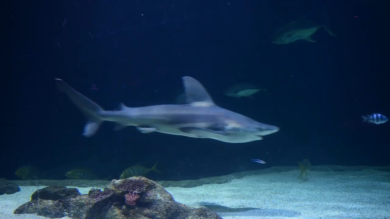 Point Defiance Zoo closing one aquarium for a year starting Monday. Here’s the $4.8M plan