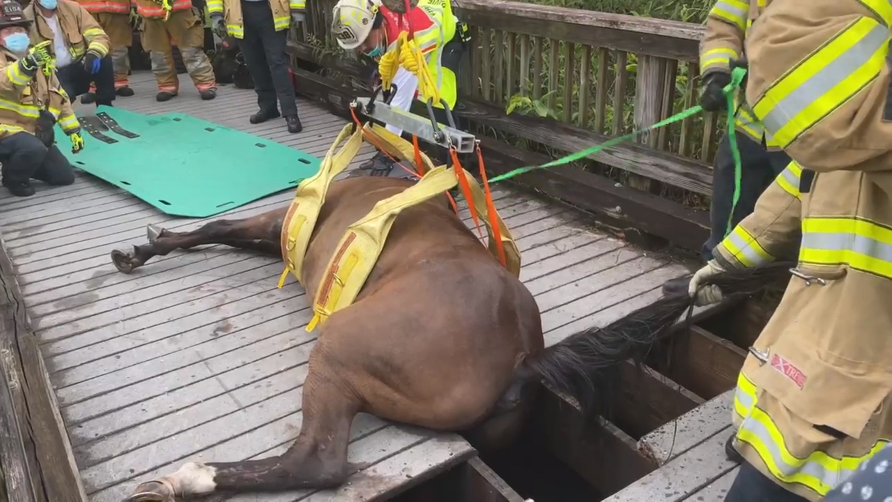 A horse named Vertigo was trapped on a bridge. Then came fire-rescue and Dr. Trotter