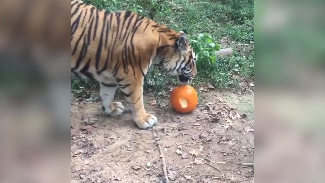 Video: What happens if you coat a pumpkin in perfume? It attracts playful tigers