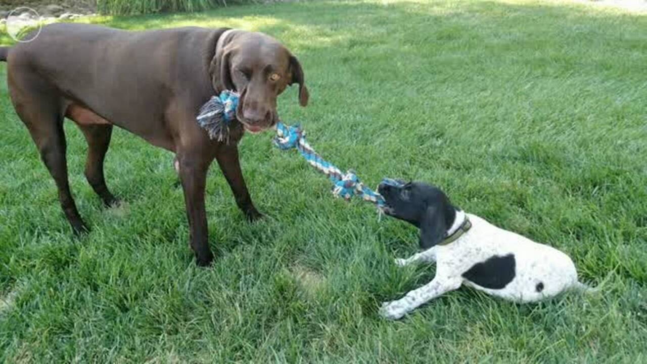 Hunters’ tribute to a ‘million-dollar dog’