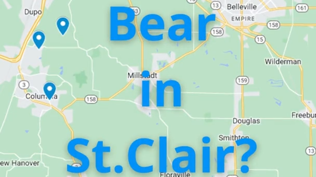 Following the Bear in St. Clair