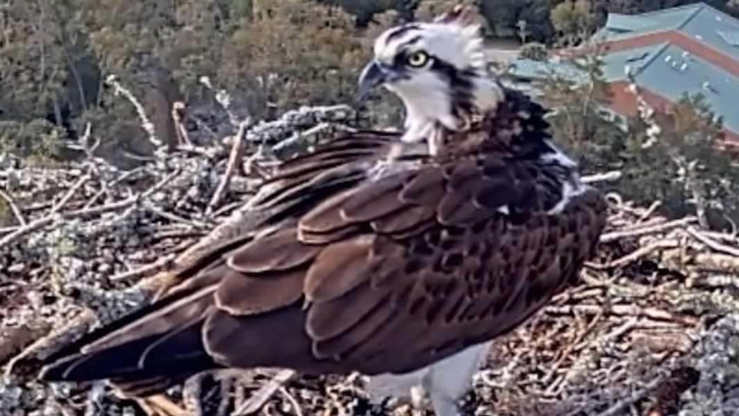Hilton Head property has a nest cam of ospreys. Watch one fly from the roost