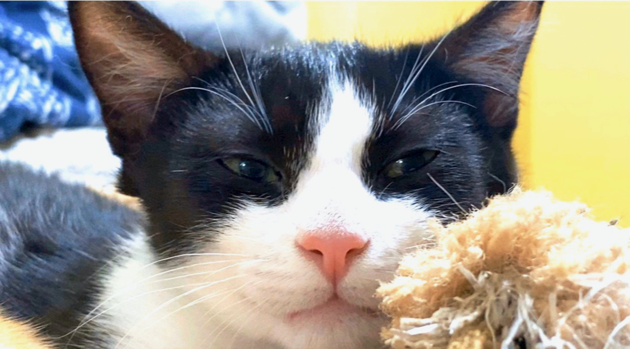 Want to hear Annie the kitten’s affectionate purr? She’s looking for a loving home