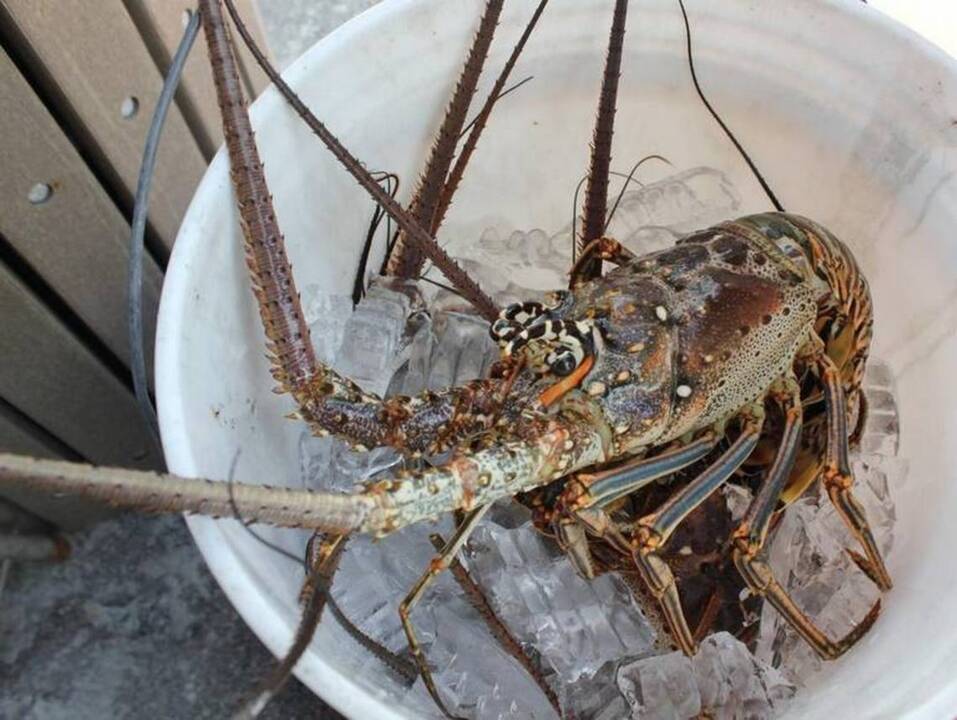 Florida’s spiny lobster miniseason