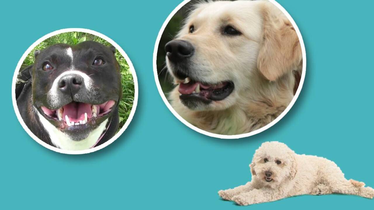 Sacramento’s 10 most popular dog breeds