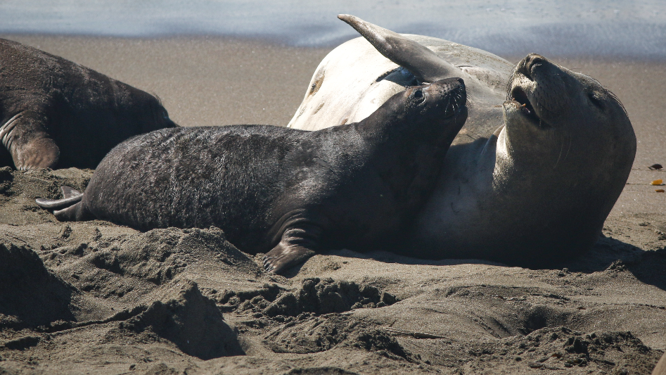 See Northern Elephant Seals at Piedras Blancas Rookery