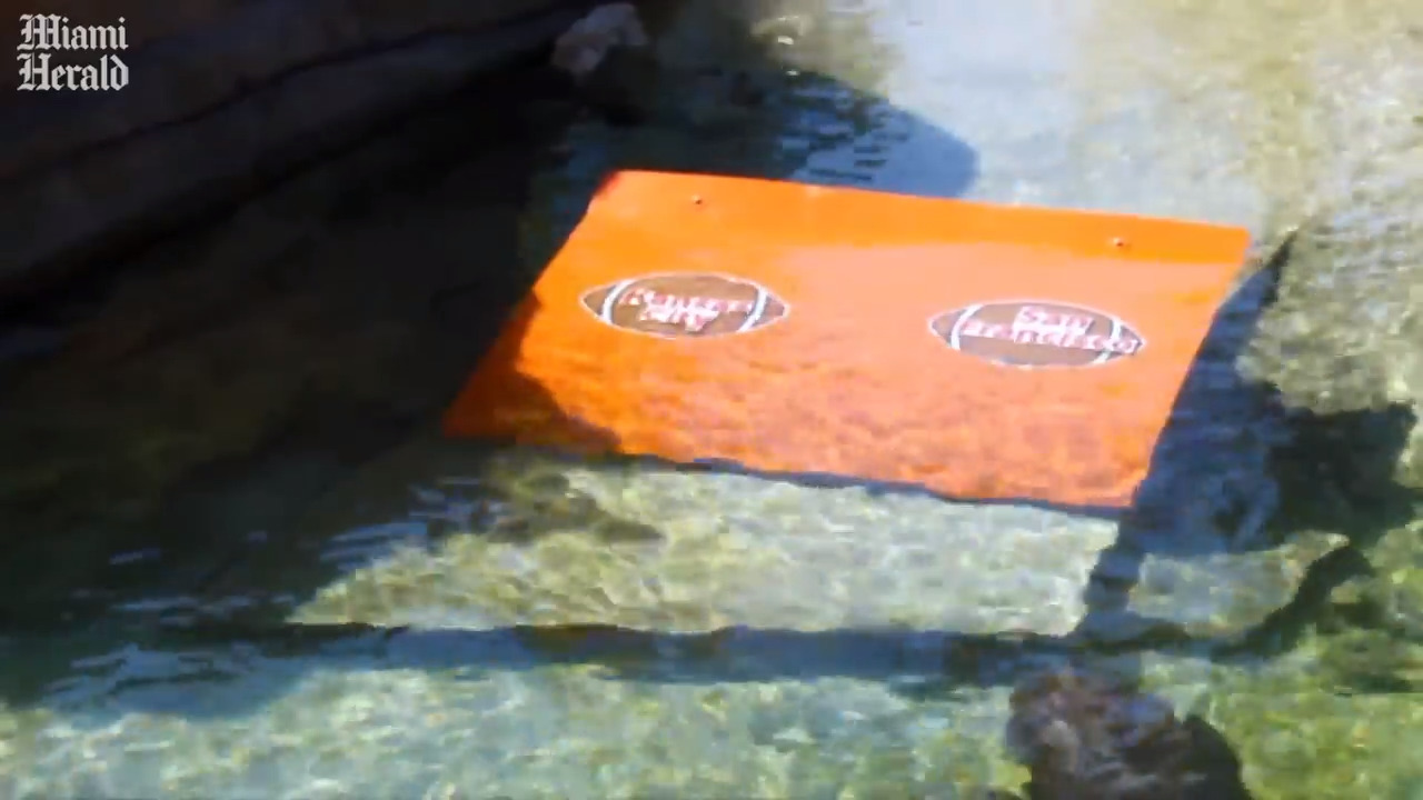 Nurse sharks at Miami Seaquarium make Super Bowl prediction
