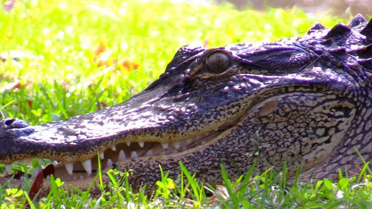 Gone gator: Alligator that killed husky captured