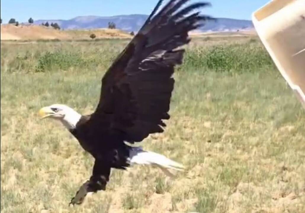 Watch rehabilitated eagle released back into wild