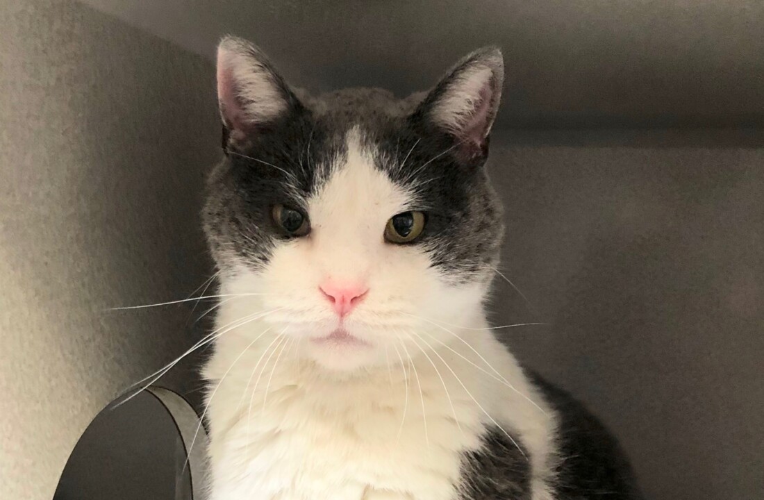 Meet Donner, a friendly, affectionate cat looking for his forever home