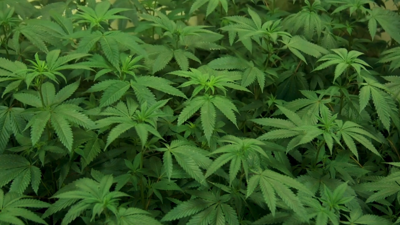 How this cannabis lifestyle brand got its start in Sacramento