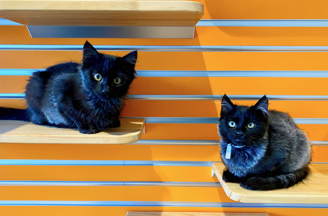 Pet Tales: Cute kittens Ebony and Obsidian are looking for homes