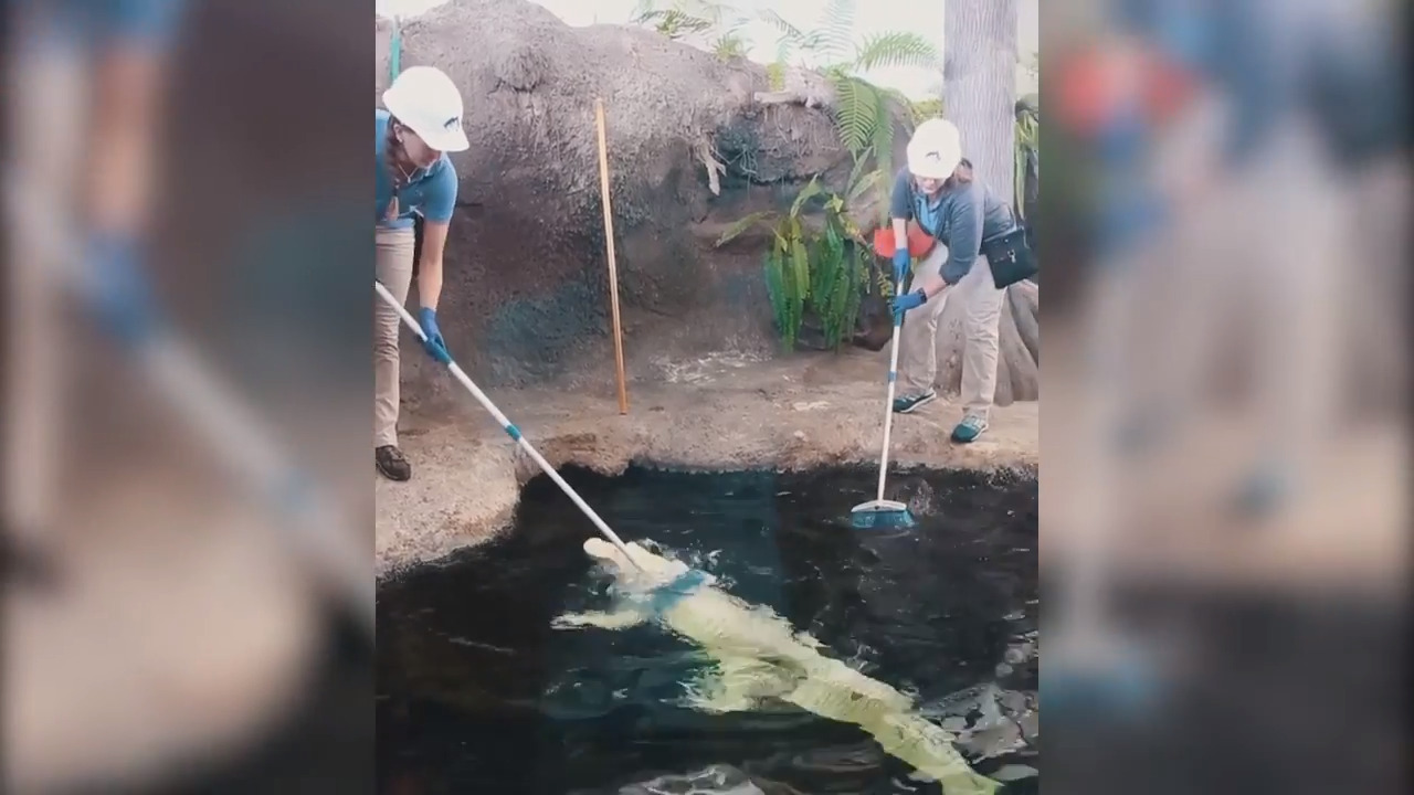 Gators like getting their noses rubbed too, video shows. Don’t try this at home