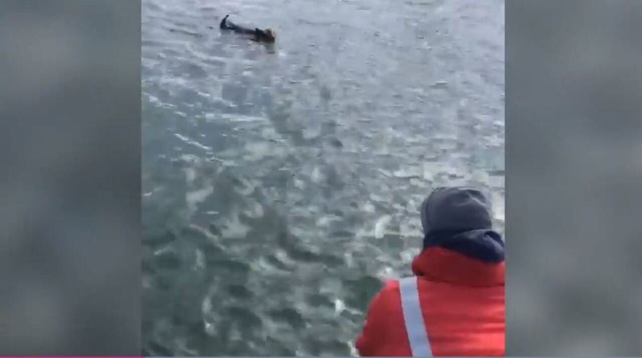 Watch a baby otter reunite with its mother in Morro Bay