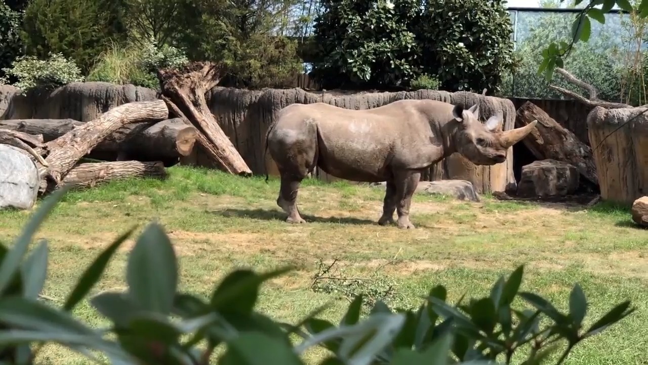 Giraffes, hippos and rhinos have new digs at the Fort Worth Zoo