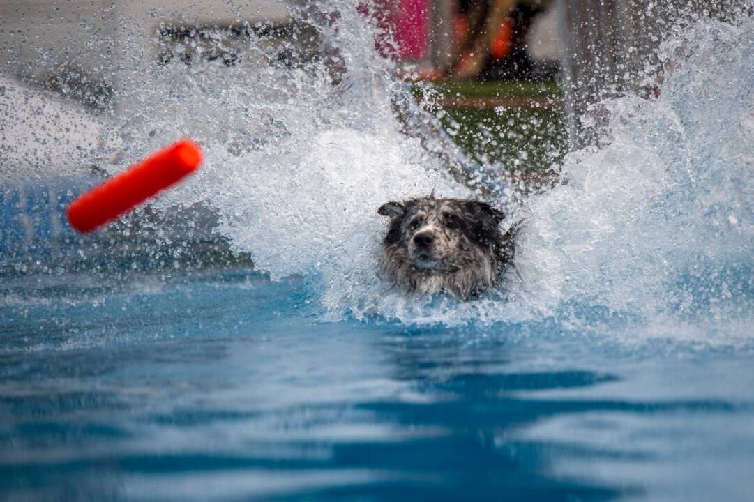 Pups take over Cal Expo for Sacramento Dog Show