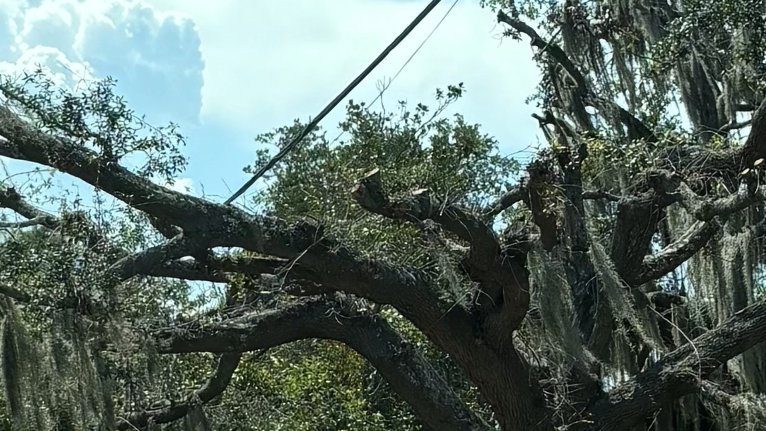 Tree cutting by Dominion Energy frustrates Beaufort residents, city officials