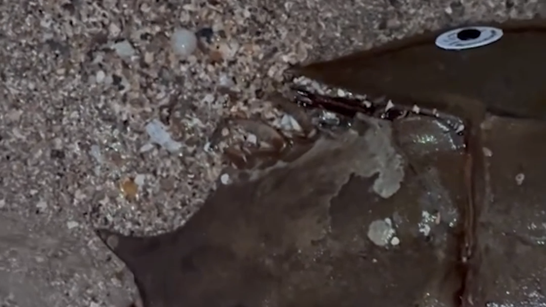 Video shows tagged horseshoe crab released into the waters off Edisto Island, SC