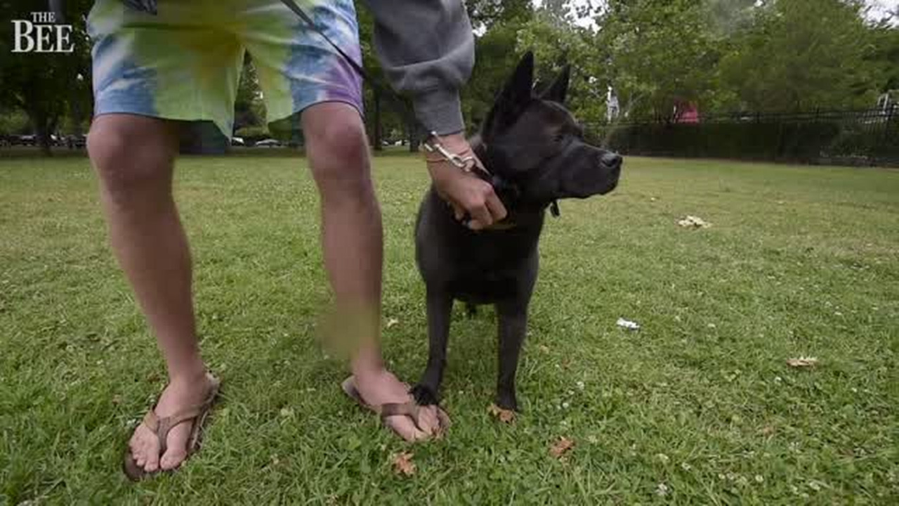 Sacramento pet owners react to city’s new plan to aggressively enforce the licensing of animals