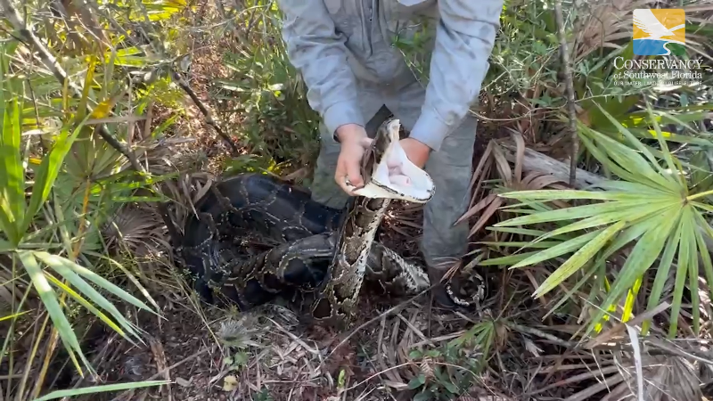 17-foot invasive python fought capture in Southwest Florida wilderness